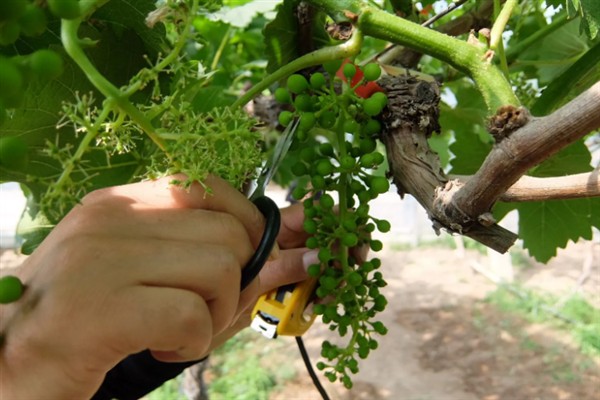 庭院葡萄夏天怎么修剪，把弱芽、杈口芽、无用隐芽全部抹除