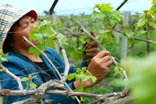 庭院葡萄夏天怎么修剪，把弱芽、杈口芽、无用隐芽全部抹除