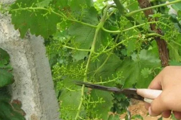 庭院葡萄夏天怎么修剪，把弱芽、杈口芽、无用隐芽全部抹除