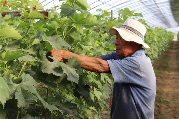 庭院葡萄夏天怎么修剪，把弱芽、杈口芽、无用隐芽全部抹除