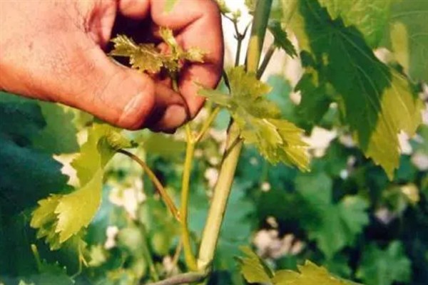 庭院葡萄夏天怎么修剪，把弱芽、杈口芽、无用隐芽全部抹除