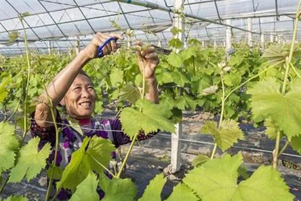 庭院葡萄夏天怎么修剪，把弱芽、杈口芽、无用隐芽全部抹除