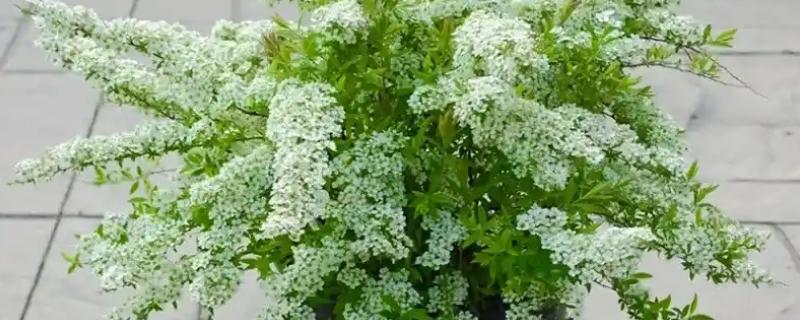 喷雪花是否耐寒,无法忍受寒冷冬季需养在室内