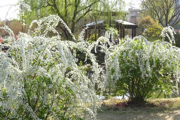 喷雪花是否耐寒，无法忍受寒冷冬季需养在室内