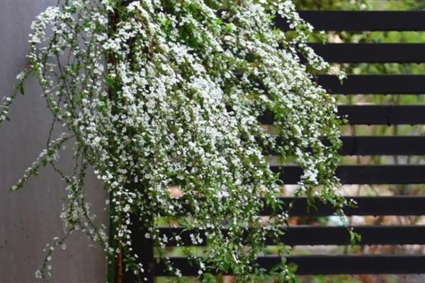 喷雪花是否耐寒，无法忍受寒冷冬季需养在室内