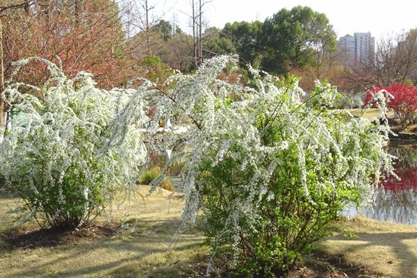 喷雪花是否耐寒，无法忍受寒冷冬季需养在室内