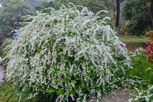 喷雪花是否耐寒，无法忍受寒冷冬季需养在室内