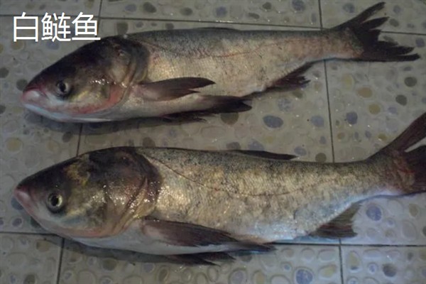 鲢鱼吃哪些饲料，以浮游生物为食