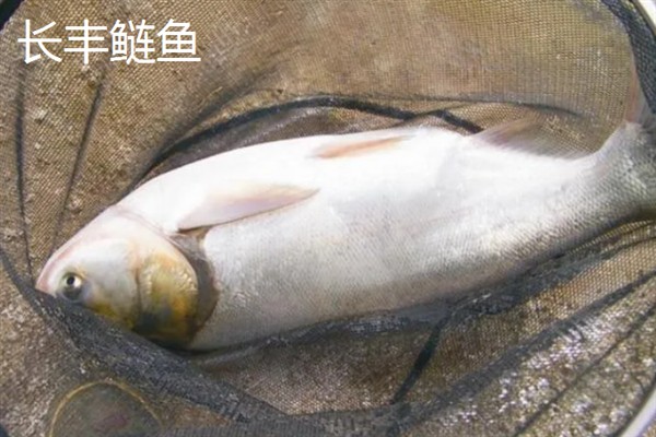 鲢鱼吃哪些饲料，以浮游生物为食