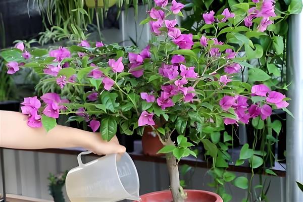 三角梅能不能养在室内，在室内养护可以美化环境、净化空气