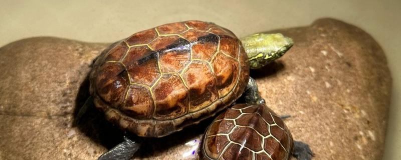 草龟不上晒台如何处理,视情况采取降温、降低晒台高度等措施