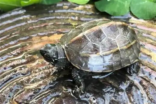 草龟不上晒台如何处理,视情况采取降温、降低晒台高度等措施