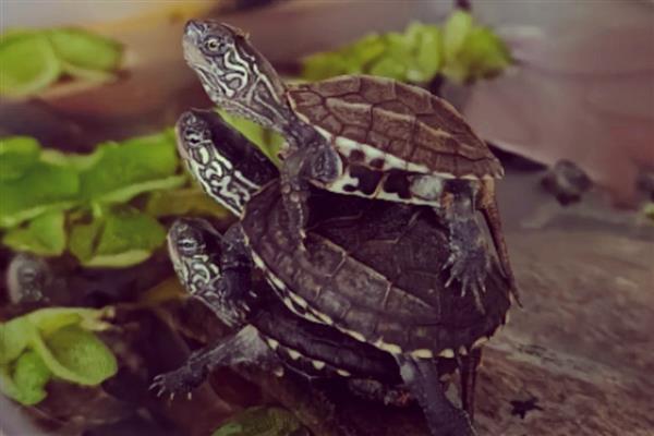 草龟不上晒台如何处理,视情况采取降温、降低晒台高度等措施