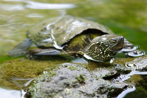 草龟不上晒台如何处理,视情况采取降温、降低晒台高度等措施
