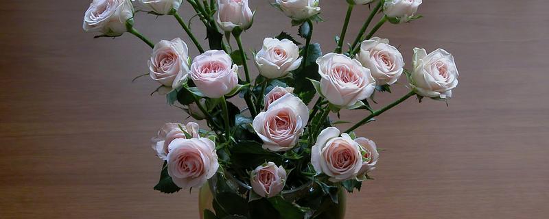 洋桔梗什么时候开花，花期为每年4-12月份