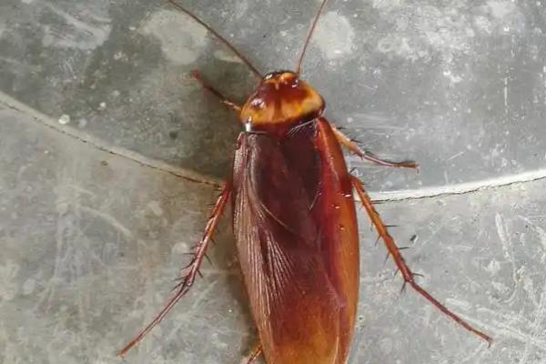 冬天有没有蟑螂，冬天也一样会有蟑螂