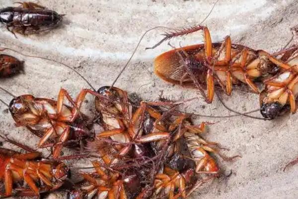 冬天有没有蟑螂，冬天也一样会有蟑螂