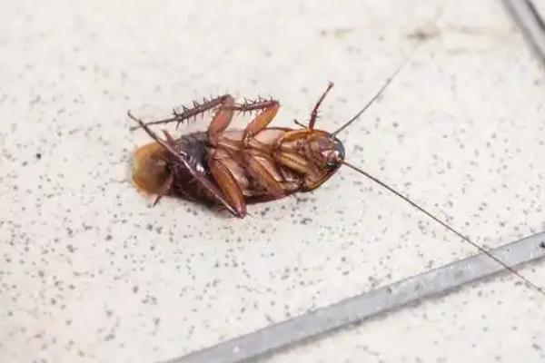 冬天有没有蟑螂，冬天也一样会有蟑螂