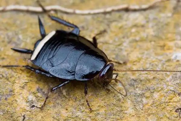 冬天有没有蟑螂，冬天也一样会有蟑螂