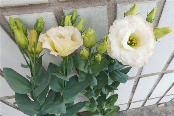 洋桔梗什么时候开花，花期为每年4-12月份