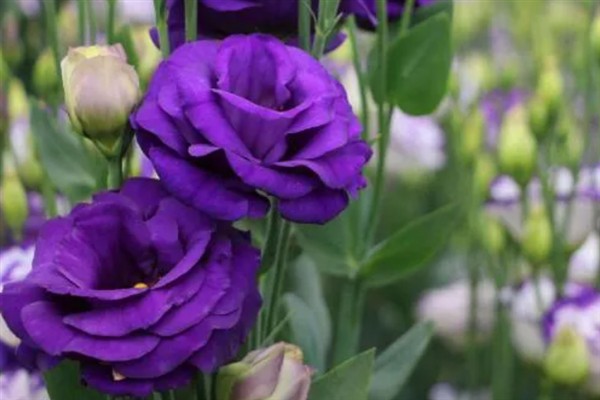 洋桔梗什么时候开花，花期为每年4-12月份