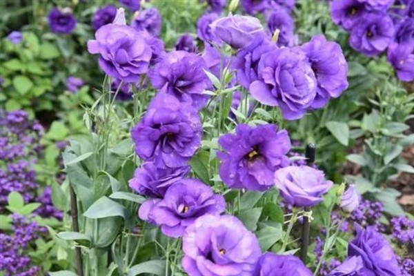 洋桔梗什么时候开花，花期为每年4-12月份