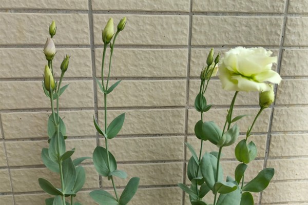 洋桔梗什么时候开花，花期为每年4-12月份