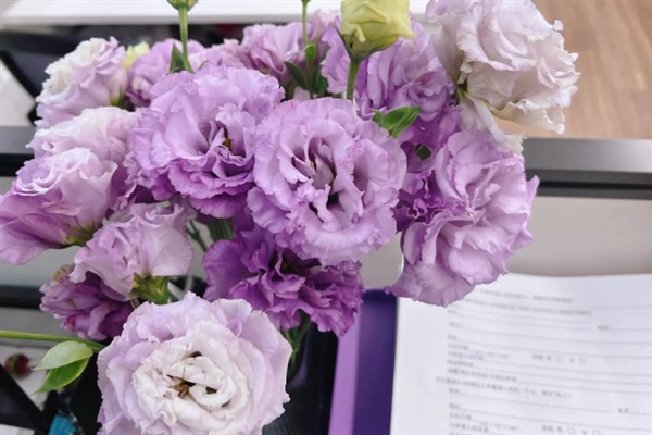 洋桔梗什么时候开花，花期为每年4-12月份