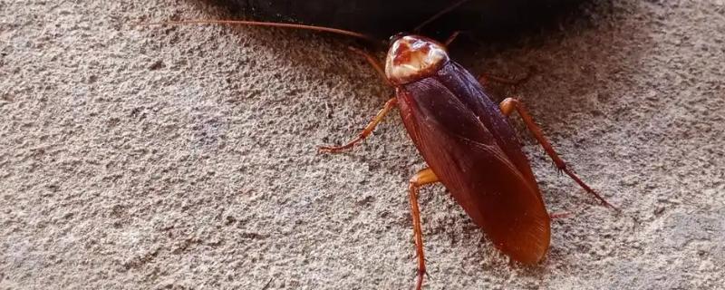 冬天有没有蟑螂，冬天也一样会有蟑螂