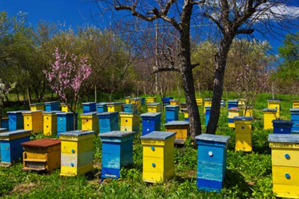 怎么用诱蜂箱引诱蜜蜂，在蜂箱内壁和巢门处涂抹蜂蜡能起到吸引效果