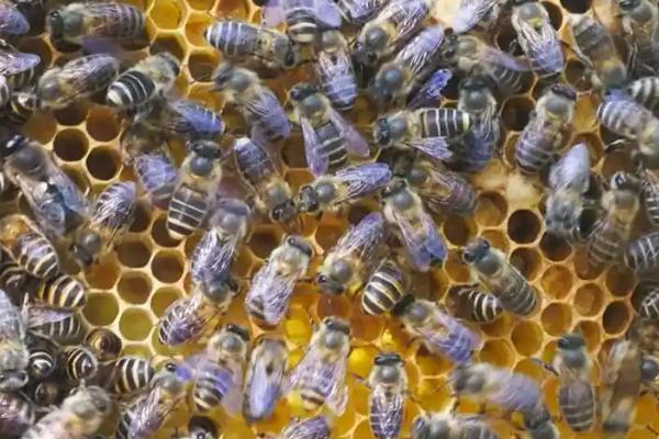 怎么用诱蜂箱引诱蜜蜂，在蜂箱内壁和巢门处涂抹蜂蜡能起到吸引效果