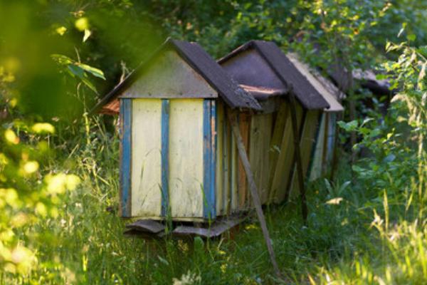 怎么用诱蜂箱引诱蜜蜂，在蜂箱内壁和巢门处涂抹蜂蜡能起到吸引效果