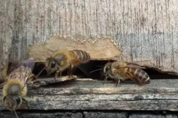 怎么用诱蜂箱引诱蜜蜂，在蜂箱内壁和巢门处涂抹蜂蜡能起到吸引效果
