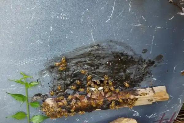 怎么用诱蜂箱引诱蜜蜂，在蜂箱内壁和巢门处涂抹蜂蜡能起到吸引效果