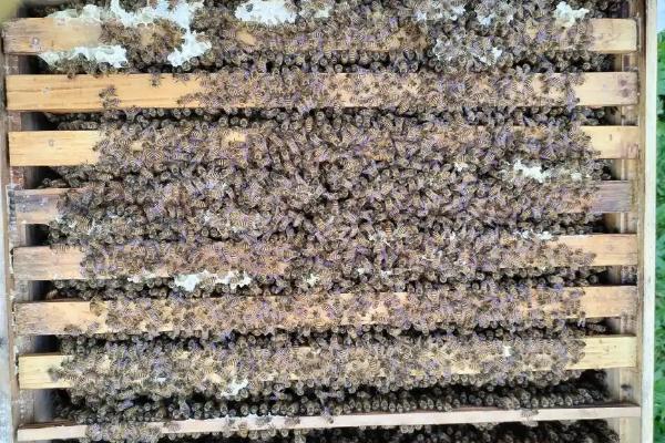 怎么用诱蜂箱引诱蜜蜂，在蜂箱内壁和巢门处涂抹蜂蜡能起到吸引效果