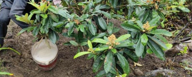 枇杷如何施肥,栽种当年尽可能每月施一次
