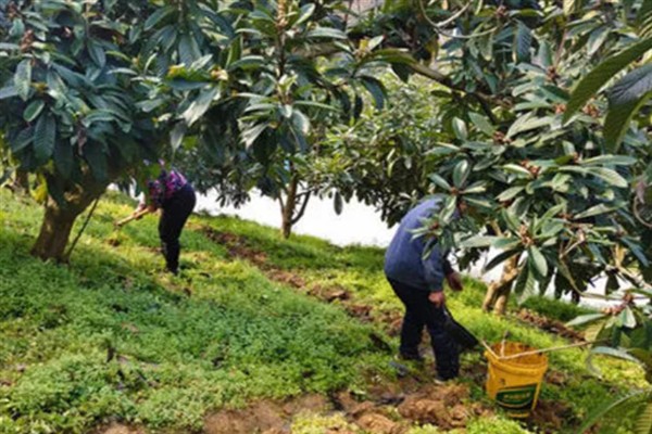 枇杷如何施肥,栽种当年尽可能每月施一次