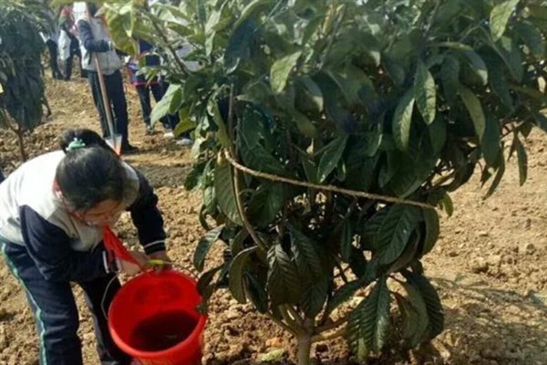 枇杷如何施肥,栽种当年尽可能每月施一次