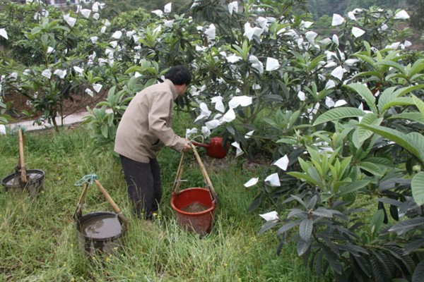 枇杷如何施肥,栽种当年尽可能每月施一次