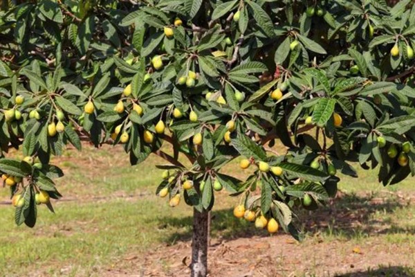 枇杷如何施肥,栽种当年尽可能每月施一次