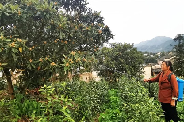 枇杷如何施肥,栽种当年尽可能每月施一次