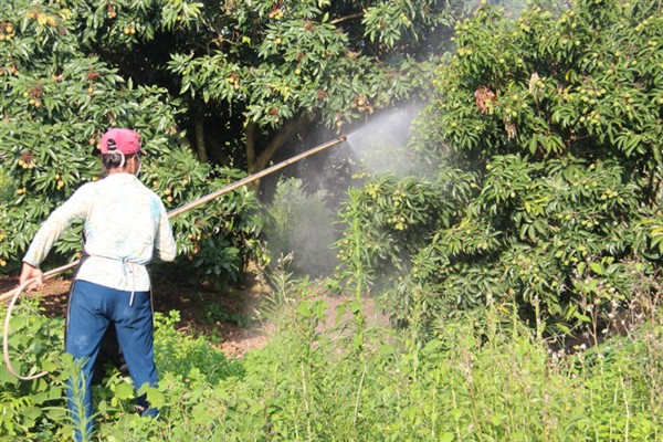 枇杷如何施肥,栽种当年尽可能每月施一次