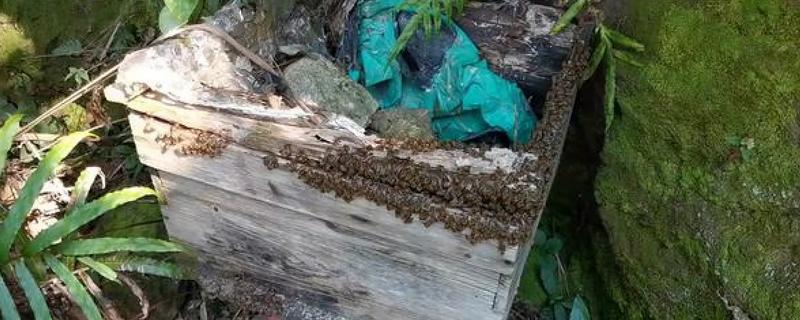 怎么用诱蜂箱引诱蜜蜂，在蜂箱内壁和巢门处涂抹蜂蜡能起到吸引效果