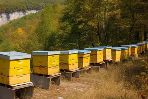 怎么用诱蜂箱引诱蜜蜂，在蜂箱内壁和巢门处涂抹蜂蜡能起到吸引效果