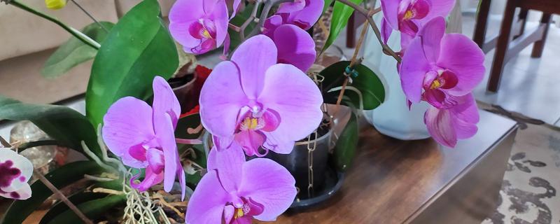 蝴蝶兰秋天如何养护,喜欢在湿润的环境中生长