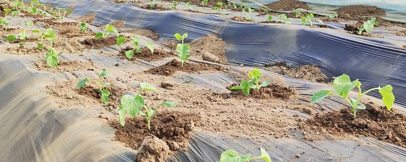 西瓜如何施好五肥,基肥要施足