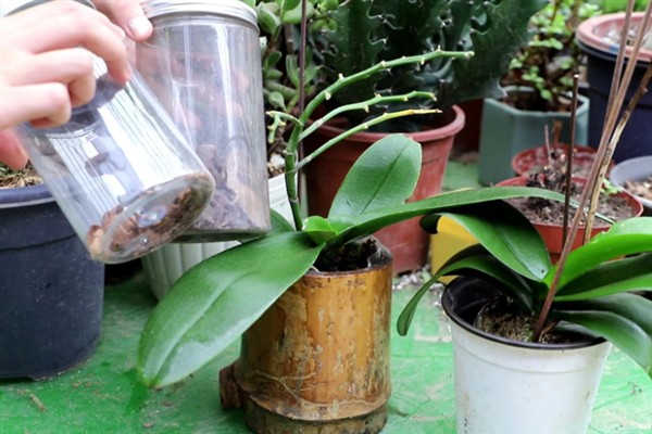 蝴蝶兰秋天如何养护,喜欢在湿润的环境中生长