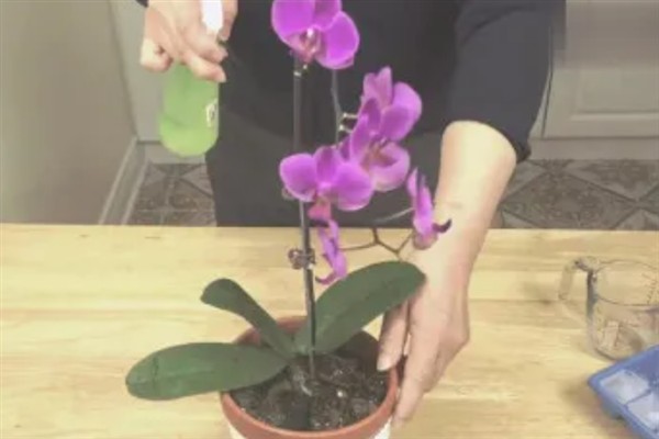 蝴蝶兰秋天如何养护,喜欢在湿润的环境中生长