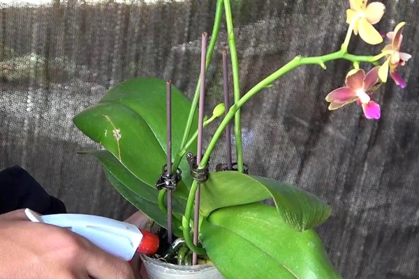 蝴蝶兰秋天如何养护,喜欢在湿润的环境中生长