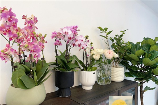 蝴蝶兰秋天如何养护,喜欢在湿润的环境中生长